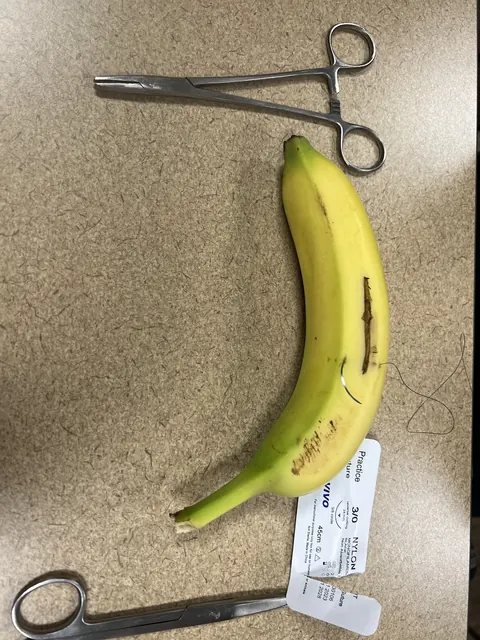 A banana with a neat row of stitches beside surgical scissors on a table.